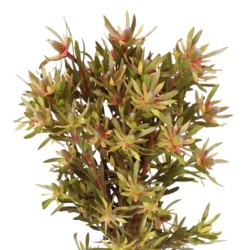 Leucadendron Ayoba Star Pearl 60cm roheline/punane