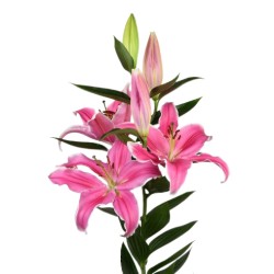 Lilium Marlon OR roosa