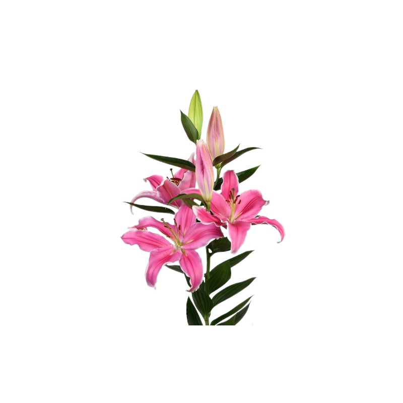 Lilium Marlon OR roosa