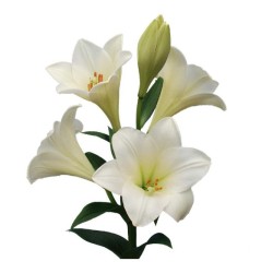 Lilium LF Watch Up valge