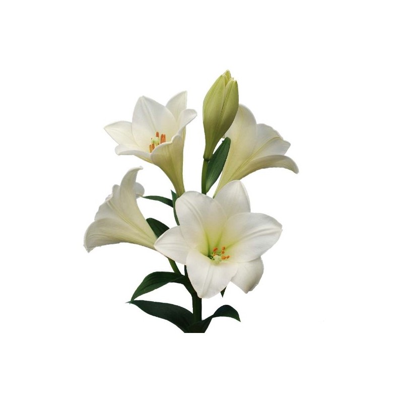 Lilium LF Watch Up valge