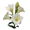 Lilium LF Watch Up valge