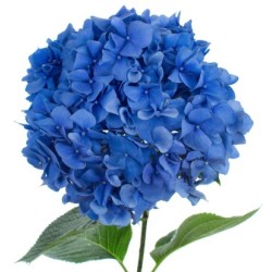 Hortensia Pimpernel 70-80cm sinine