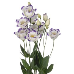 Eustoma Rosita Blue Picotee valge/sinine 70-75cm