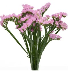 Limonium Statice Rosella Sun Birds (parkjuur) roosa