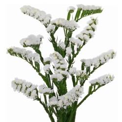 Limonium Statice White Starlight Wings (parkjuur) valge