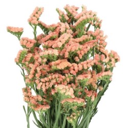 Limonium Statice (Parkjuur) royal orange/salmon