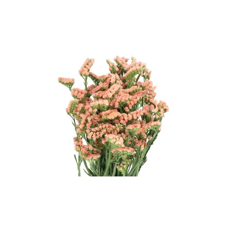 Limonium Statice (Parkjuur) royal orange/salmon