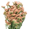 Limonium Statice (Parkjuur) royal orange/salmon