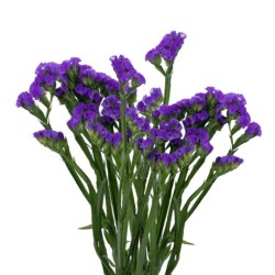 Limonium Statice Chrystal Dark Blue (parkjuur) sinine