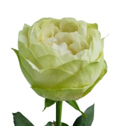 Roos White Kahala 50-60cm valge