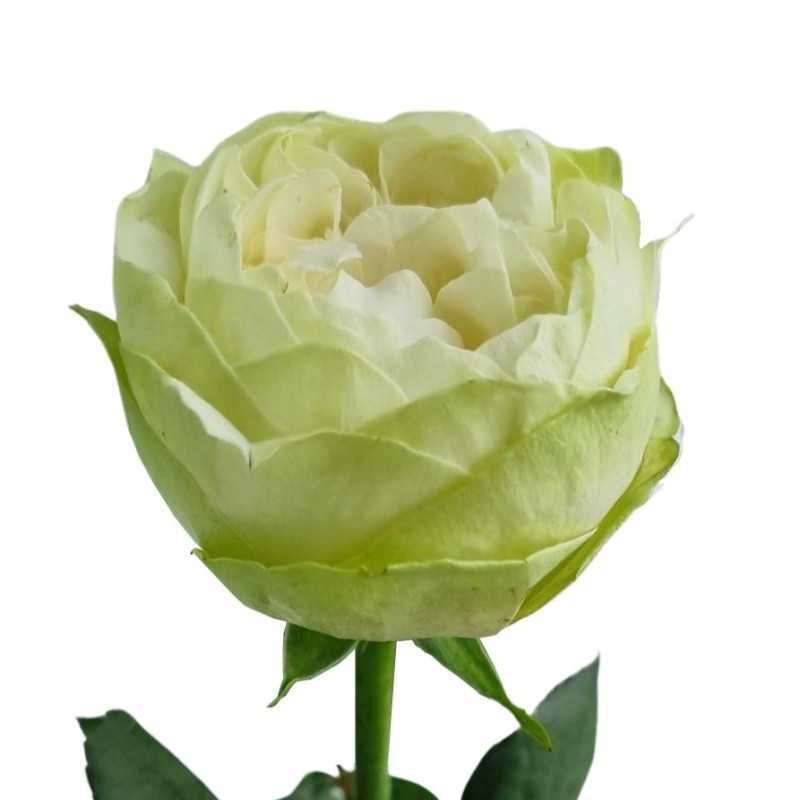 Roos White Kahala 50-60cm valge