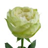 Roos White Kahala 50-60cm valge