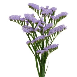 Limonium Statice Donau Birds (parkjuur) helelilla