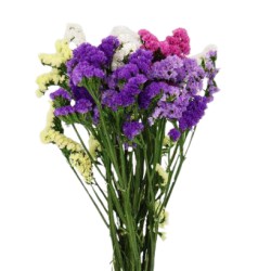 Limonium Statice mix (parkjuur)