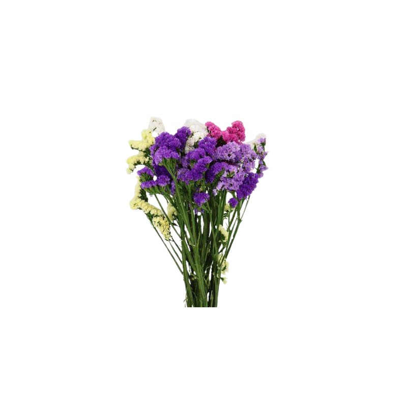 Limonium Statice mix (parkjuur)