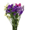 Limonium Statice mix (parkjuur)