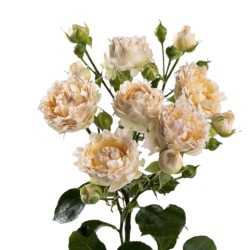 Kobarroos Joyful kreem 50cm