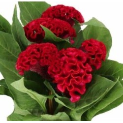 Celosia Cristata Act Dara punane