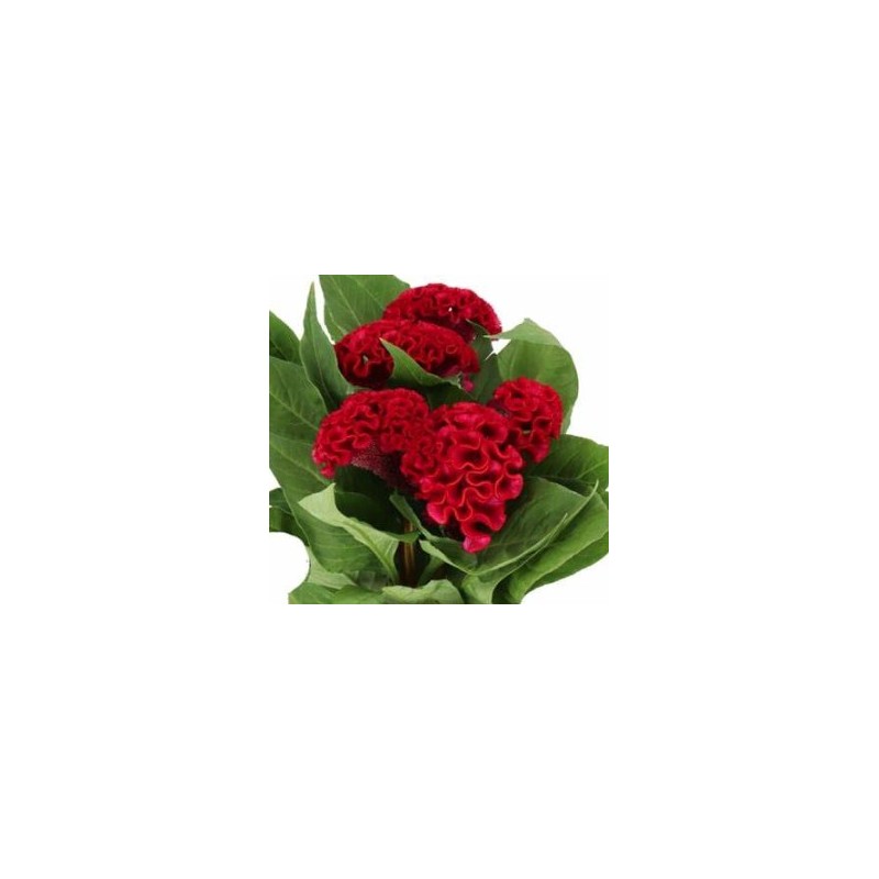 Celosia Cristata Act Dara punane