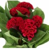 Celosia Cristata Act Dara punane