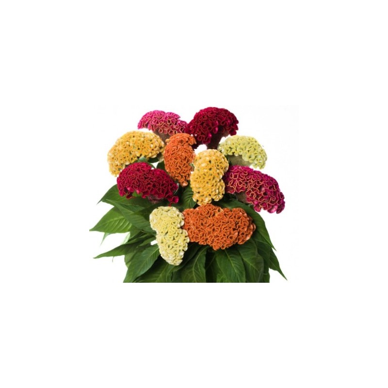 Celosia Cristata/Reprise (aju) mix