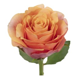 Roos Melange 50cm oranž/roosa