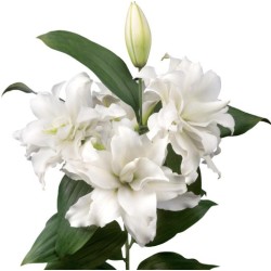 Lilium Bowl of Beauty OR valge