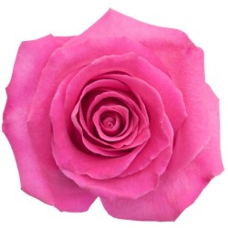 Roos Topaz EQ 70cm roosa