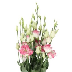 Eustoma Bridal Kiss roosa/valge 70-75cm
