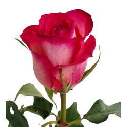 Roos Nicoletta 60cm punane/valge