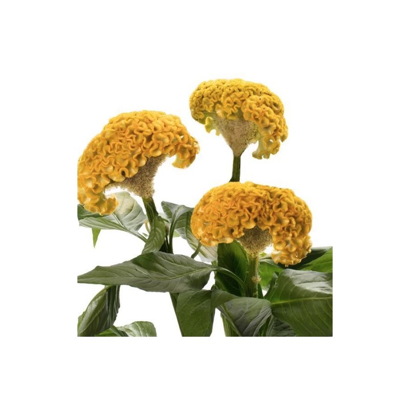 Celosia Cristata Act Inca kollane