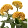 Celosia Cristata Act Inca kollane