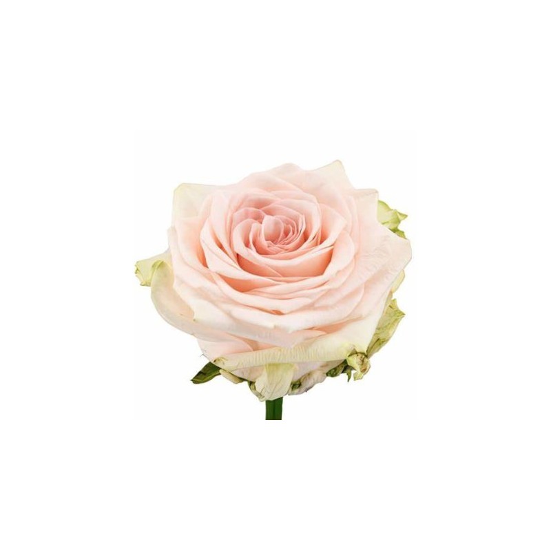 Roos Sweet Caroline 60cm heleroosa