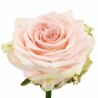 Roos Sweet Caroline 60cm heleroosa