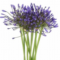 Agapanthus Atlantic Ocean 70cm sinine