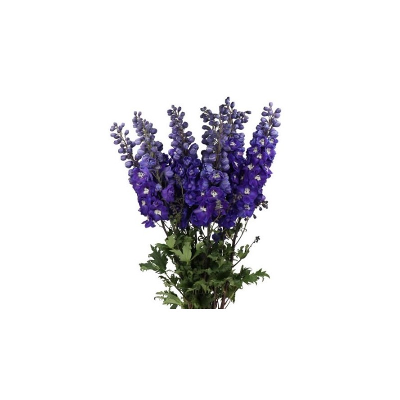 Delphinium Dewi Blue Star 80cm sinine