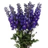 Delphinium Dewi Blue Star 80cm sinine