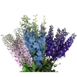 Delphinium Dewi 80+ cm mix