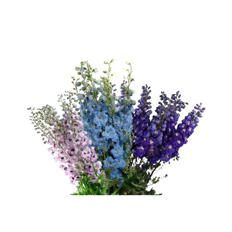 Delphinium Dewi 80+ cm mix