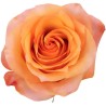 Roos Twilight EQ 60cm oranž