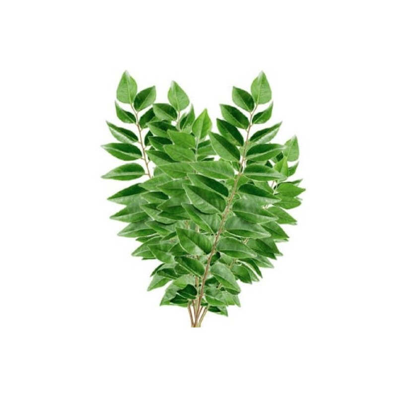 Coccolus 300gr 70cm Itaalia
