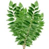 Coccolus 300gr 70cm Itaalia
