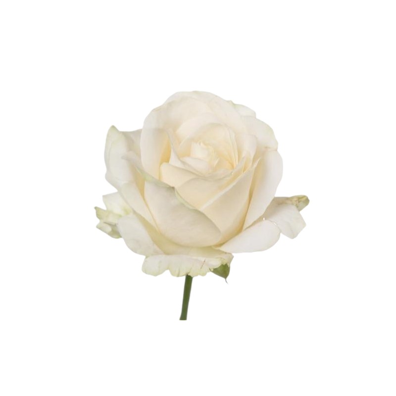 Roos Four Seasons 60cm kreem