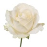 Roos Four Seasons 60cm kreem