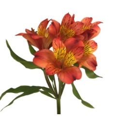 Alst.CO Icarus Bicolor oranz