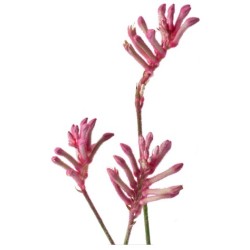 Kangaroopaw roosa