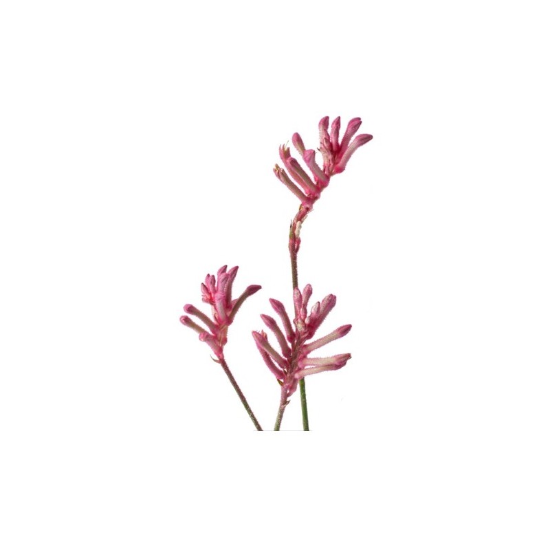 Kangaroopaw roosa