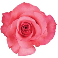 Roos Pink Love EQ 50cm roosa