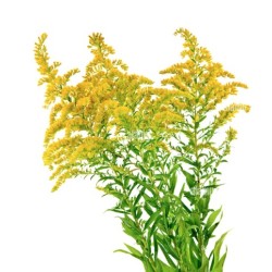 Solidago Aiandist